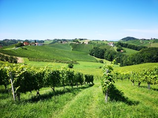 Weinberge im Sommer