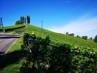 Fototapeta premium Weinberge im Sommer