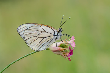 butterfly on leaf