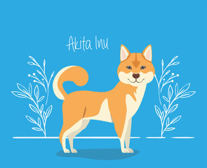 cute akita inu dog pet character