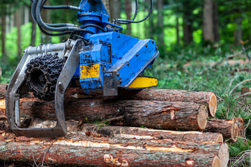 伐採現場　林業
