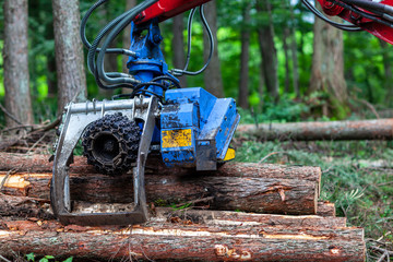 伐採現場　林業