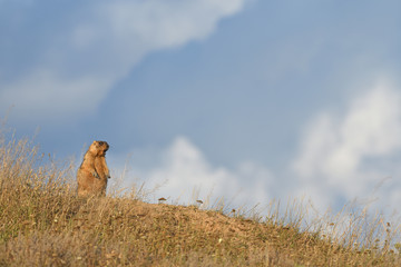 Marmot on the hill