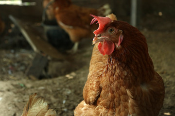 close up chicken blurred background