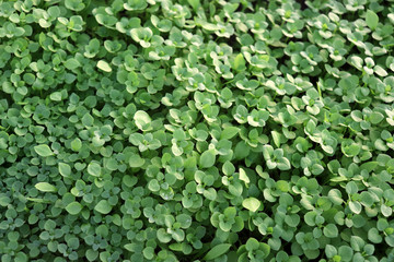 Chickweed ,Stellaria media. Young taste very gently with flavor of nuts. You can use them in fresh vegetable salads. The chickweed advantage is that we have it fresh almost all year round.