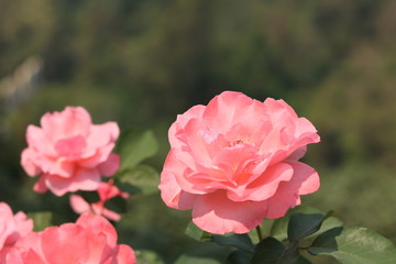 pink rose in garden