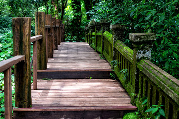 Fototapeta premium Wooden path in nature during the rainy season, background design