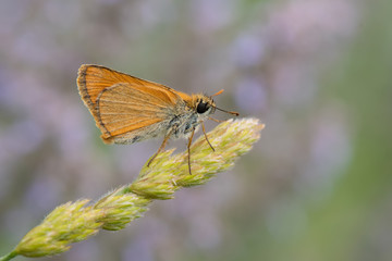 butterfly on a flower