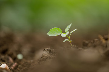  Small plant In Indian farm