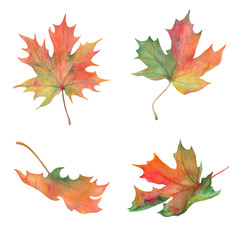 Watercolor autumn. Set of maple leaves.