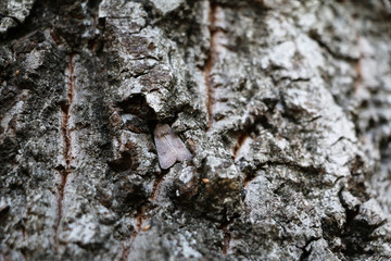 Moth camouflaged on tree bark