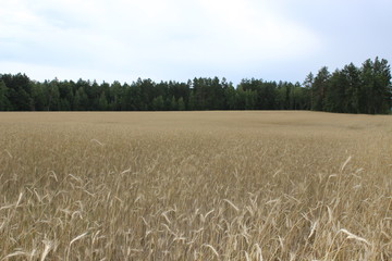 Golden ripe ears of rye on the field