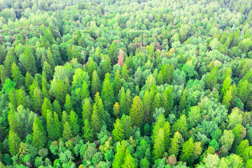 Aerial top view of summer green trees in mixed deciduous dense forests of Europe background.