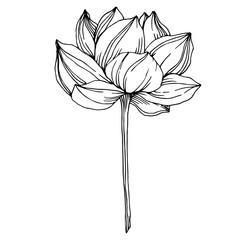 Vector Lotus floral botanical flowers. Black and white engraved ink art. Isolated lotus illustration element.
