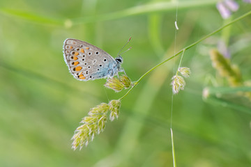 butterfly on flower
