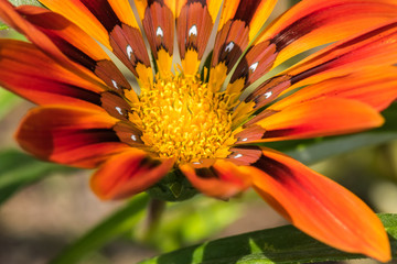 A Beautiful Plant Displaying Its Strong Warm Colors to the Late Summer Sun