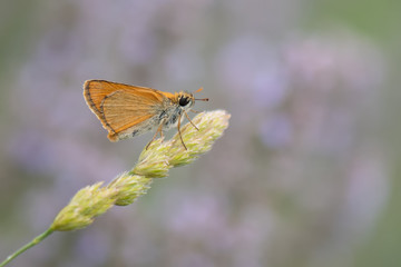 butterfly on a flower