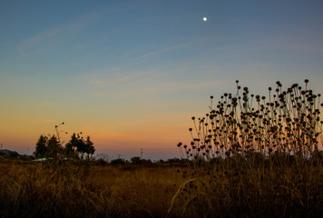 sunset over field with the moon