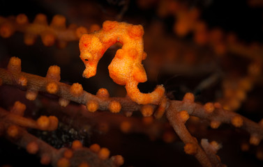 A pygmy seahorse (Hippocampus Denise) on the Nudi Retreat 2 divesite, Lembeh Straits, North Sulawesi, Indonesia