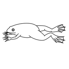 アフリカツメガエル