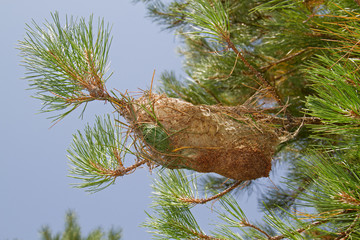 Shelter made by larvae of Pine processionary caterpillar in a pine tree