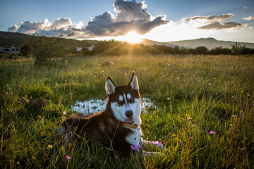 dog on meadow