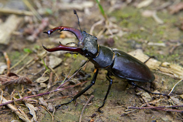 Male Stag beetle, Lucanus cervus, a beetle with enlarged mandibles, looking like the horns of a...
