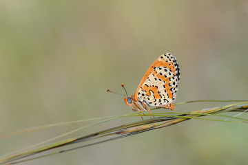 butterfly on leaf