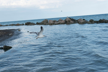 Fototapeta premium seagull on the beach