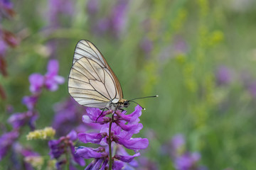 butterfly on flower