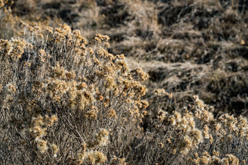 Foothill Brushlands