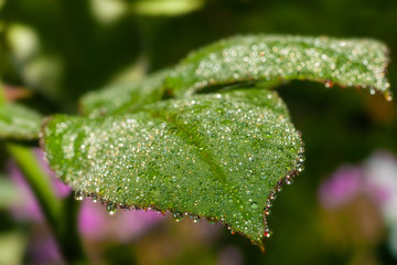 Morning dew drops on the leaves.