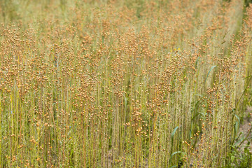 Ripe flax plants in a rural field