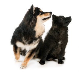 Fototapeta premium Finnish Lapphunds in studio