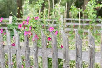 Country garden, wooden fence and colorful flowers - obrazy, fototapety, plakaty