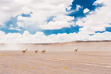 Wild vicunas on Altiplano plateau, Bolivia. South America wildlife