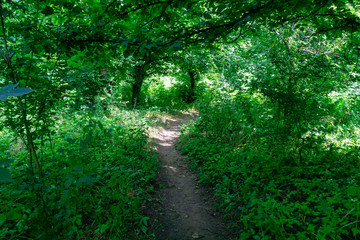 A forest path leads through a dense and green, Sunny forest.
