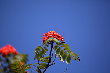 Mountain ash branches with beautiful red fruits, in background blue clear sky