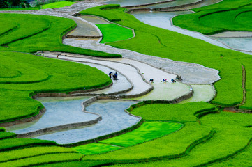 Beautiful terraced rice field in Mu Cang Chai, Vietnam