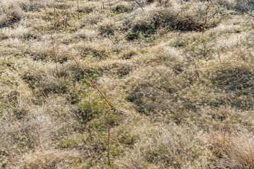 Foothill Grassland