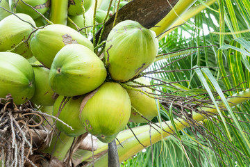 bunch of coconut