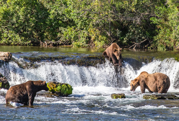 Grizzly bears fishing for salmon