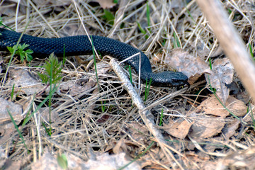 Black viper creeps on dry grass in early spring