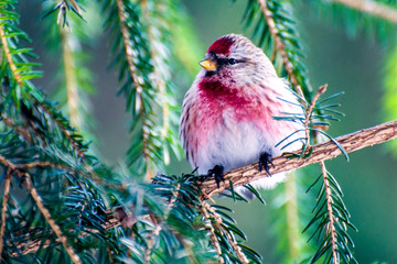 Beautiful well-dressed little fluffy bird redpoll with red spots sits on a branch of spruce in winter