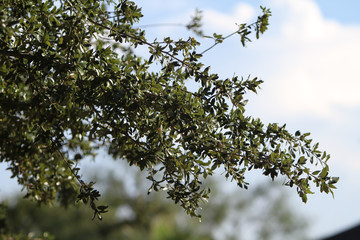 Oak and Blue Sky