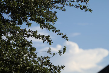 Tree Branches and Blue Sky