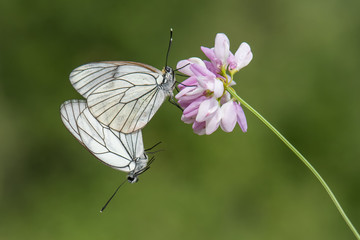 butterfly on flower