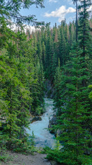 river through the forest