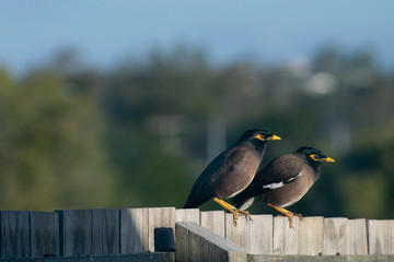 Pair of Common Myna on fence under the blue sky
