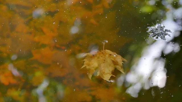 Fallen leaves reflected on surface of water, detail